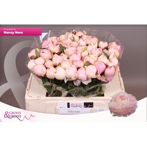 Paeonia Nancy Nora