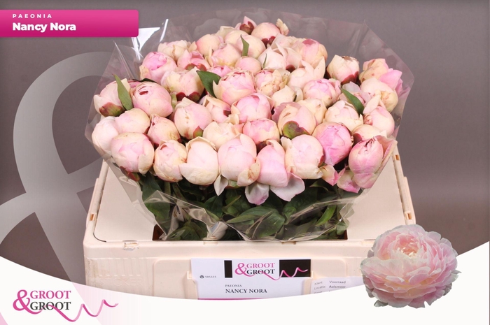 <h4>Paeonia Nancy Nora</h4>