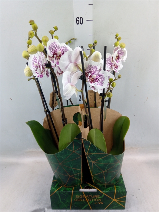 <h4>Phalaenopsis   ...</h4>