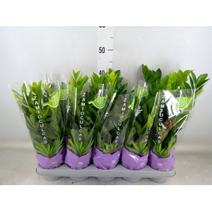 Zamioculcas zamiifolia