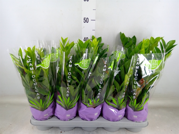 <h4>Zamioculcas zamiifolia</h4>
