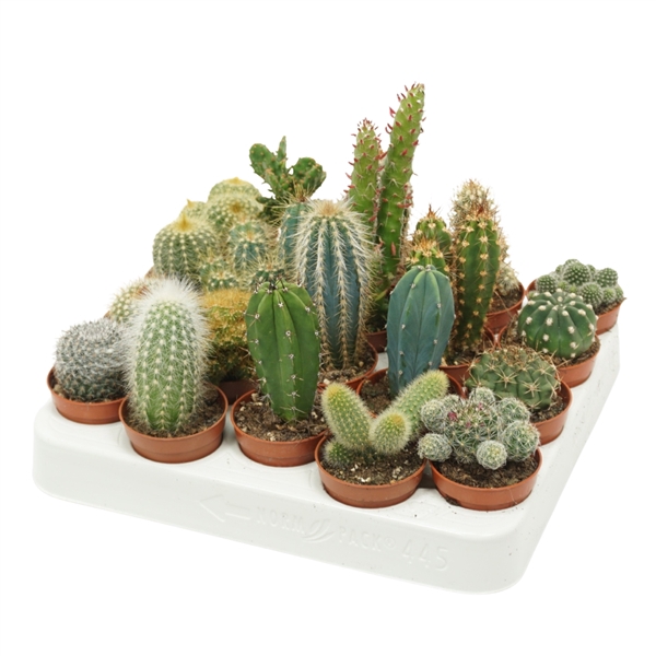 <h4>Cactus mix 5,5 cm</h4>