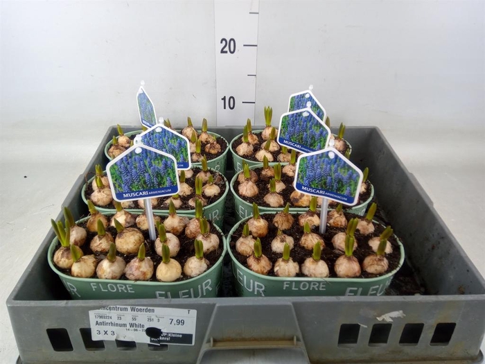 <h4>Arr.  Muscari L%</h4>