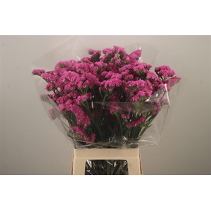 Lim S Fantasia Wings ( Dark Pink )