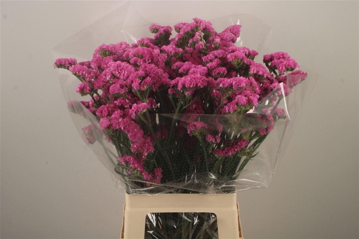 <h4>Lim S Fantasia Wings ( Dark Pink )</h4>