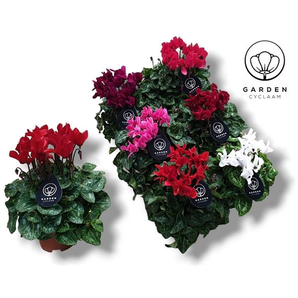<h4>Cyclamen persicum patio</h4>