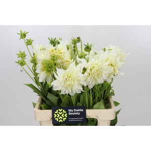 Dahlia Cafe Au Lait Supreme