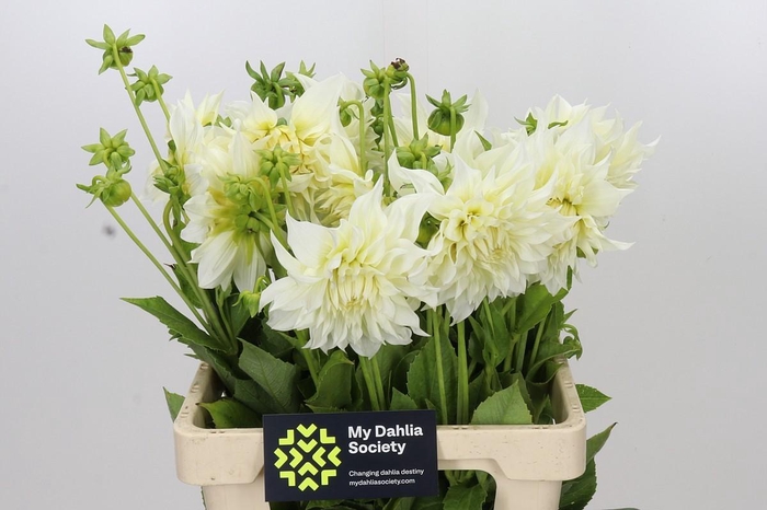 <h4>Dahlia Cafe Au Lait Supreme</h4>