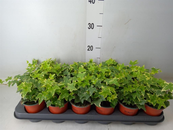 <h4>Hedera helix 'Eva'</h4>