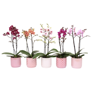 Phal. Multiflora 2-tak mix in keramiek BGC060