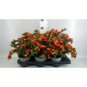 Solanum pseudocapsicum 'Bartoli'