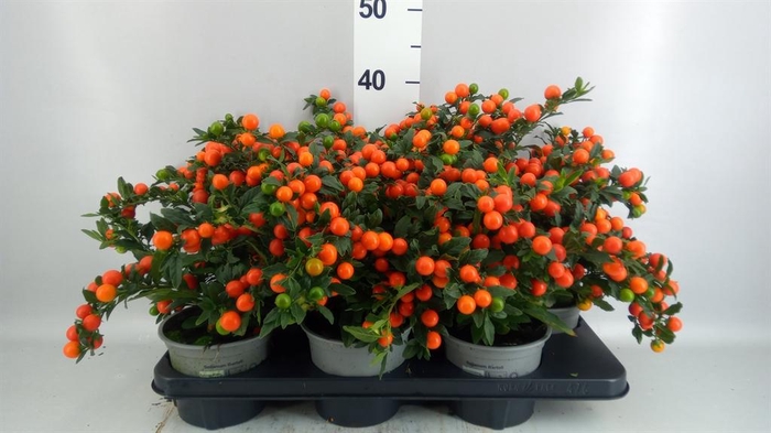 <h4>Solanum pseudocapsicum 'Bartoli'</h4>