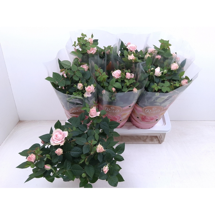 <h4>RO FAV RO PINK</h4>