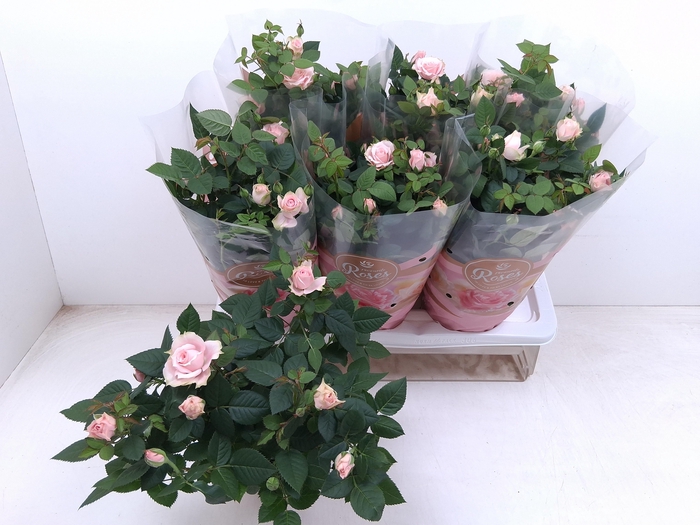 <h4>RO FAV RO PINK</h4>