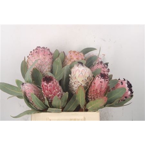 Protea Barbigera