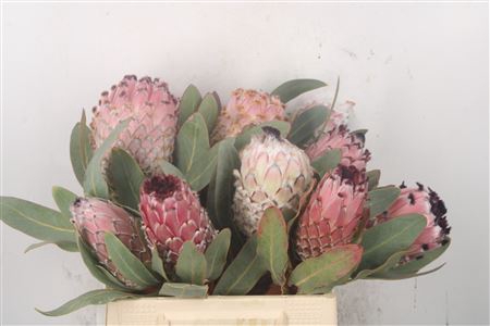 <h4>Protea Barbigera</h4>