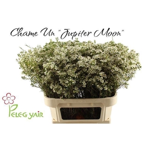 CHAME UN JUPITE MOON