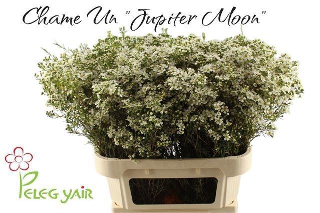 <h4>CHAME UN JUPITE MOON</h4>