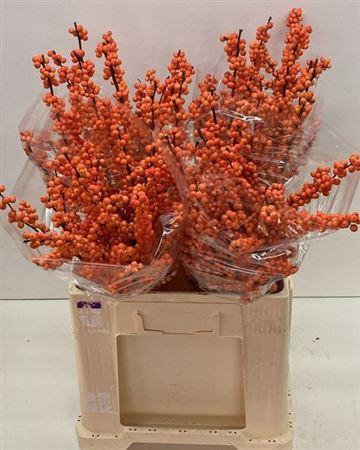 <h4>Ilex Ve Winter Gold</h4>