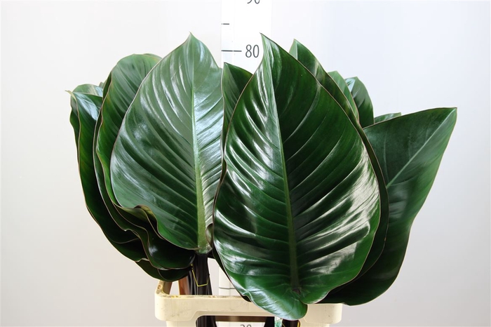 Philodendron Congo Rood