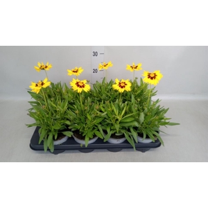 Coreopsis grand.