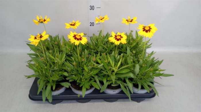<h4>Coreopsis grand.</h4>