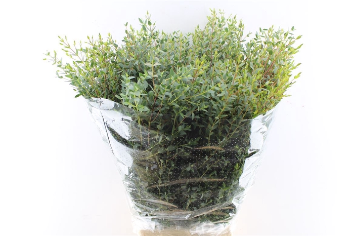 <h4>Euca Parvi 350 Gram</h4>