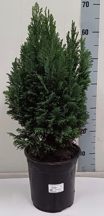 <h4>CHAM L ELLWOODII</h4>