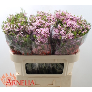 CHAMELAUCIUM UNCINATUM 'KERRYN'