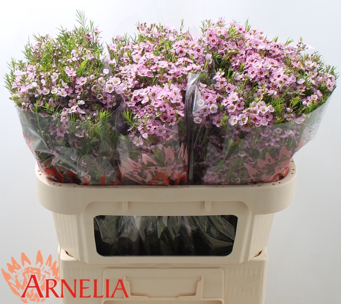 <h4>CHAMELAUCIUM UNCINATUM 'KERRYN'</h4>