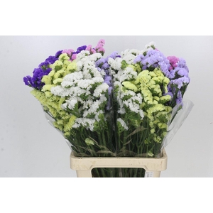 Limonium Statice Mix Rainbow