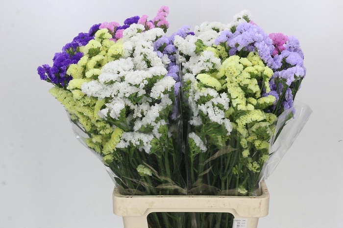 <h4>Limonium Statice Mix Rainbow</h4>
