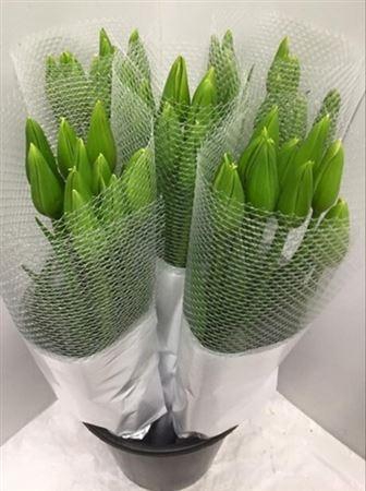 <h4>Tu En Maureen</h4>