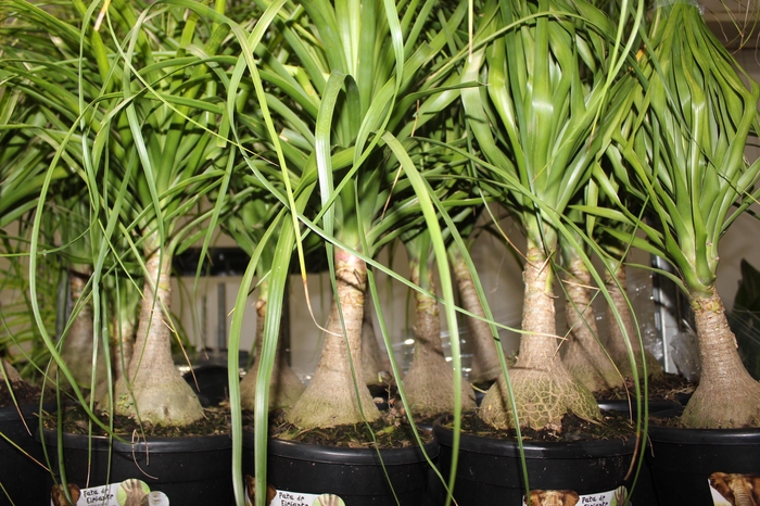 <h4>BEAUCARNEA P24</h4>