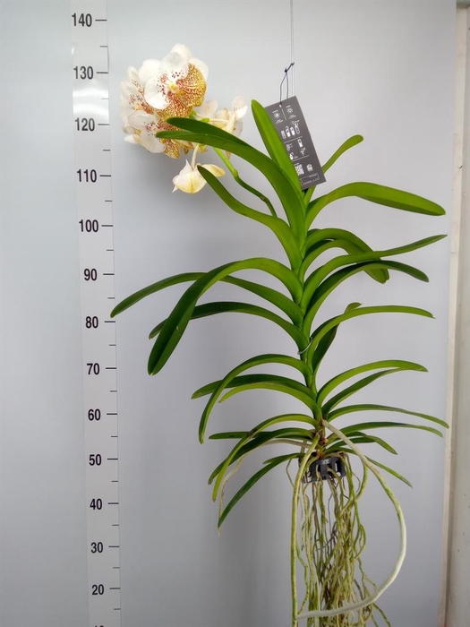 <h4>Vanda hybrids</h4>