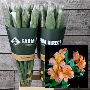 Alstro Orange Queen 70gr