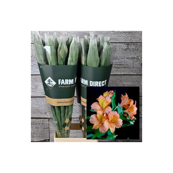 <h4>Alstro Orange Queen 70gr</h4>