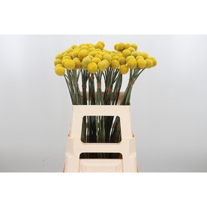 Craspedia Yellow Xl