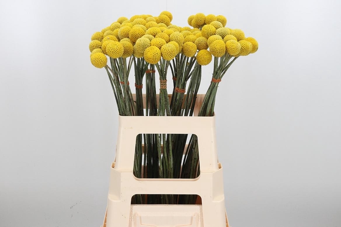 <h4>Craspedia Yellow Xl</h4>