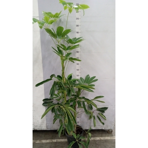 Schefflera actin. 'Amate'