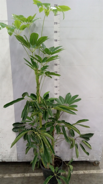 <h4>Schefflera actin. 'Amate'</h4>