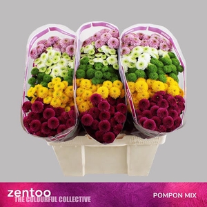 Chr San Mix Pompon Zentoo