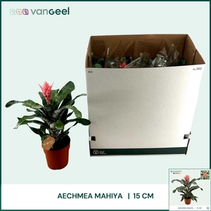 AECH OV