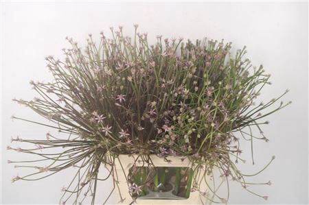 <h4>Allium Schubertii</h4>