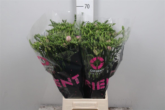 <h4>Fr Du Honeymoon</h4>