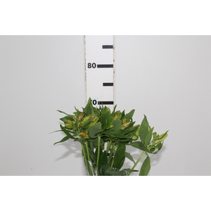 ALSTROEMERIA ALOHA 070 CM