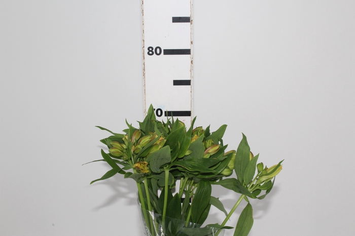 <h4>ALSTROEMERIA ALOHA 070 CM</h4>