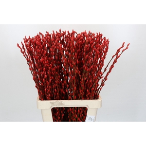 Salix Caprea Snow Flake P. Red