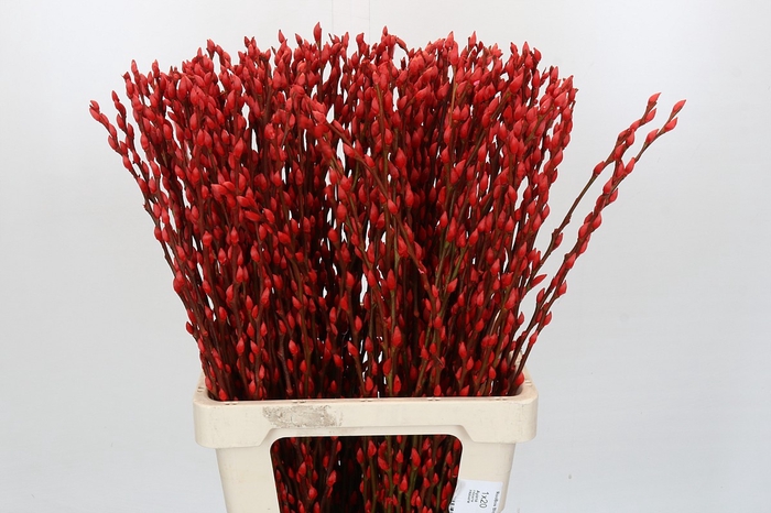 <h4>Salix Caprea Snow Flake P. Red</h4>