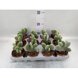 Opuntia microdasys 'Albispina'
